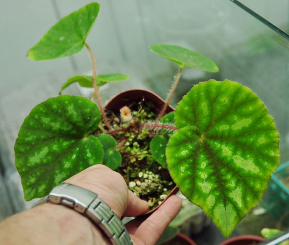 B. longistyla